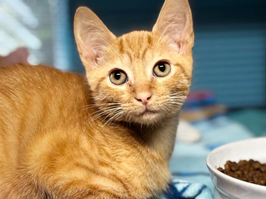 Red – Adoption Pending!