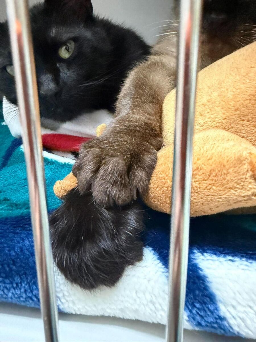 Staven & Snowball holding hands