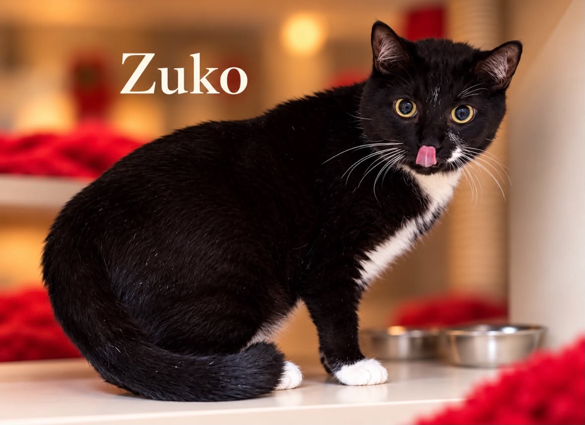Zuko (2)