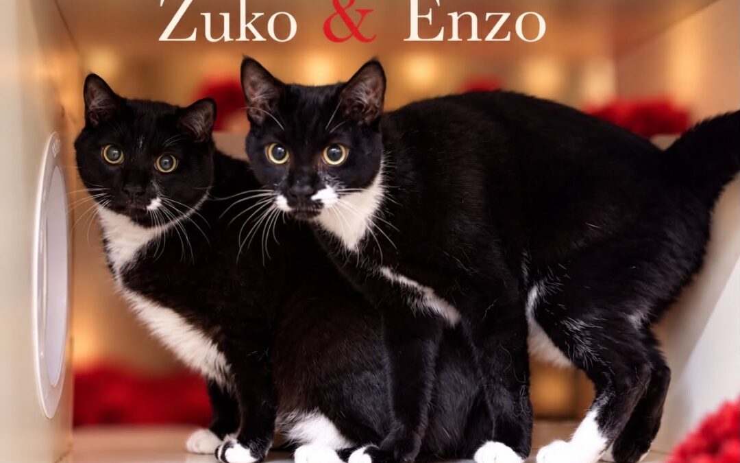 Enzo & Zuko