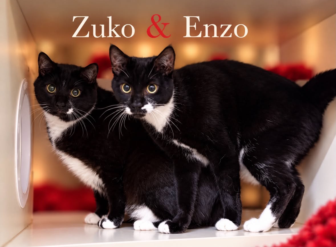Zuko & Enzo