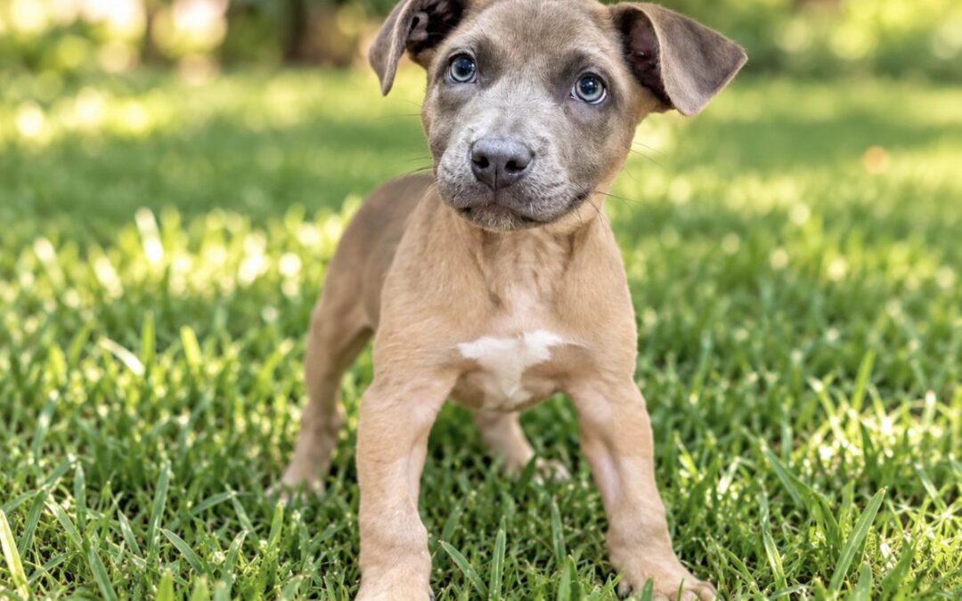 Almond Biscotti – Adoption Pending!